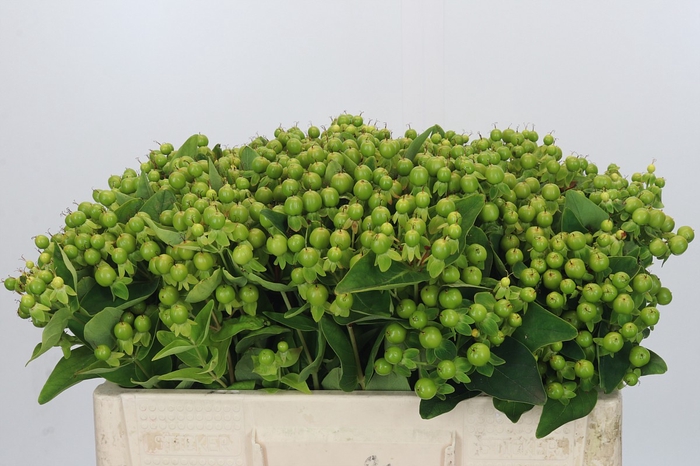 <h4>Hypericum Magical Green Power</h4>