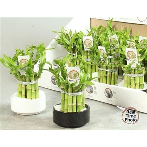 Dra Lucky Bamboo 2 Rings