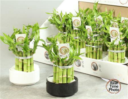 <h4>Dra Lucky Bamboo 2 Rings</h4>