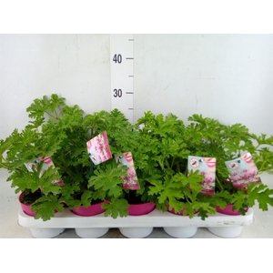 Pelargonium graveolens