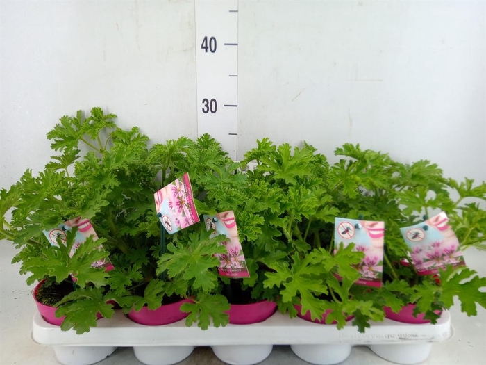 <h4>Pelargonium graveolens</h4>