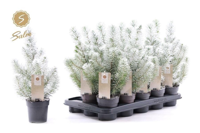 <h4>PINUS SILVER CREST</h4>