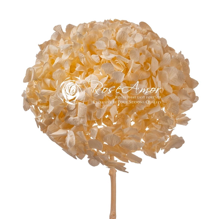 <h4>Pr 2.1 Hydrangea Cha99</h4>