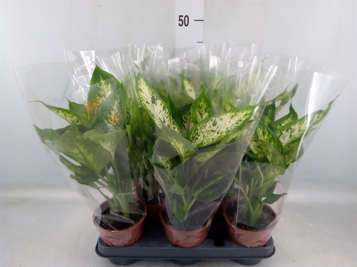 <h4>Dieffenbachia  'Compacta'</h4>