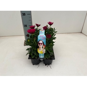 OSTEO GELATO CRANBER