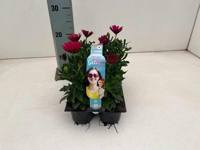 <h4>OSTEO GELATO CRANBER</h4>