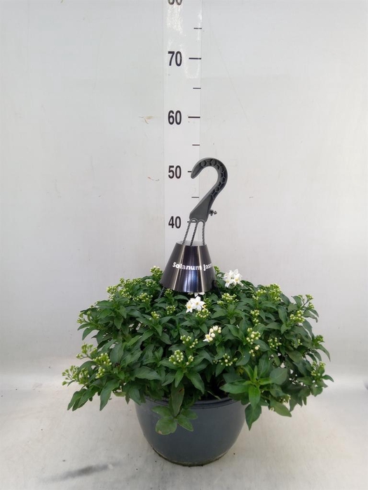 <h4>Solanum jasminoides</h4>