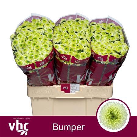<h4>Chr S Bumper 1000gr</h4>