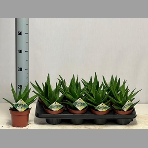 ALOE PERFOLIATA