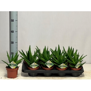 ALOE PERFOLIATA