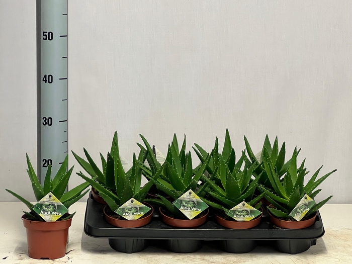 <h4>ALOE PERFOLIATA</h4>