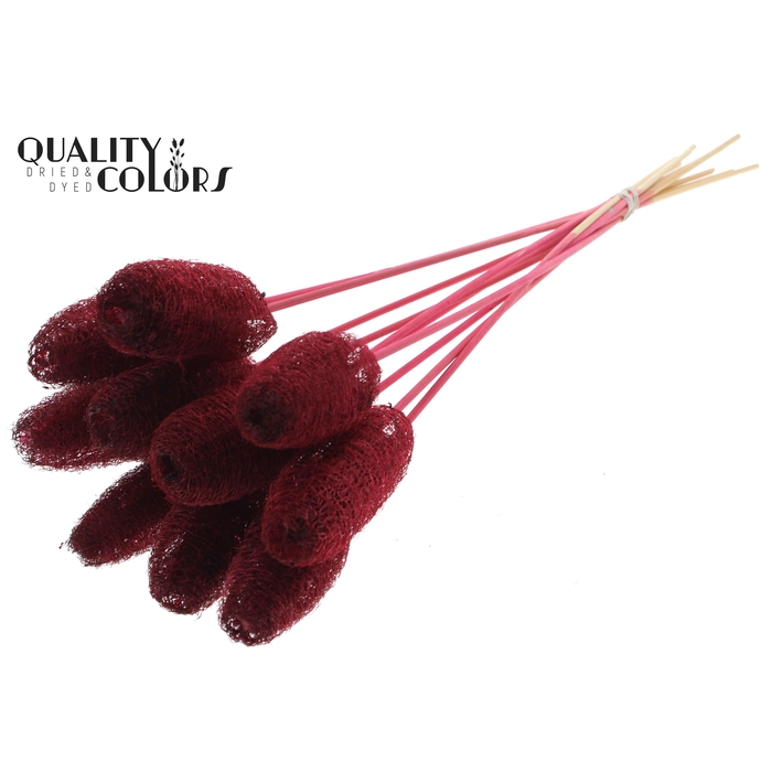 <h4>Luffa Mini on stem Burgundy</h4>