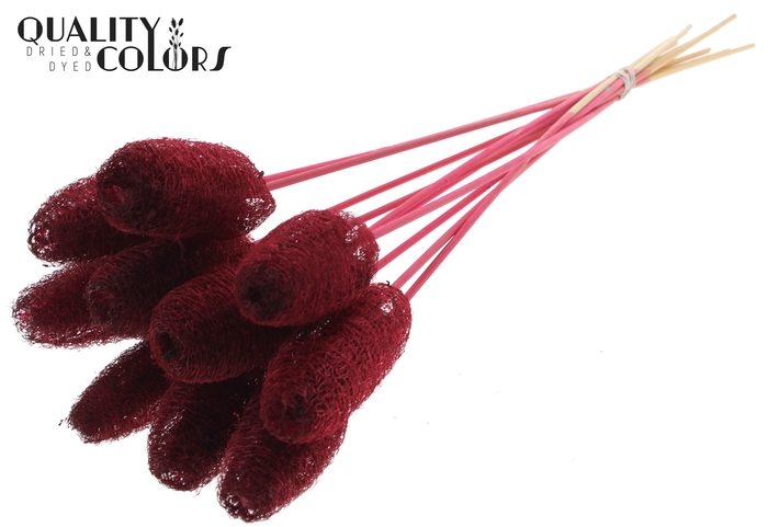 Luffa Mini on stem Burgundy