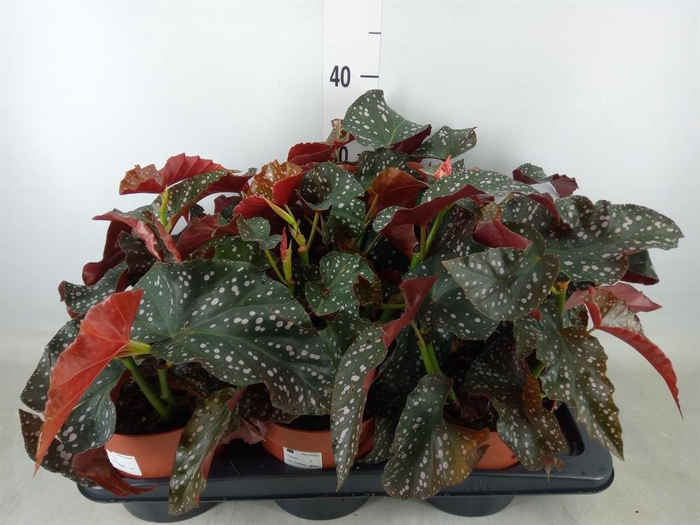 <h4>Begonia   ...</h4>