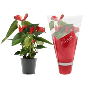 Anthurium Koro in Couture sleeve