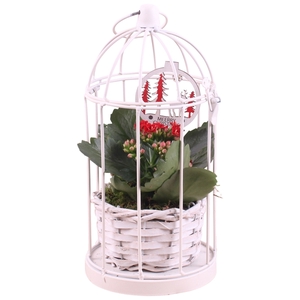 Christmas Indoor Special: Metal birdcage ø12cm with 1PP