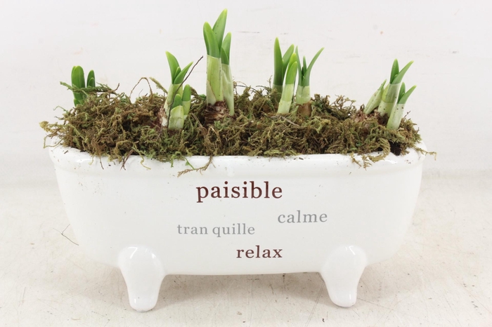 <h4>arr4 Narcis FL - Badkuip paisible</h4>