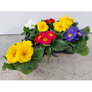 !! PROMO !! PRIM ACAULIS MIX