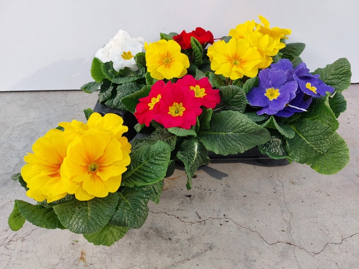 <h4>!! PROMO !! PRIM ACAULIS MIX</h4>