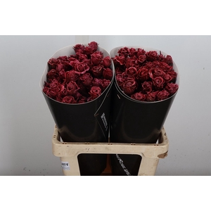 Wax-Rozen Wax Classic Aubergine