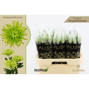 Chr G Anastasia Dark Green