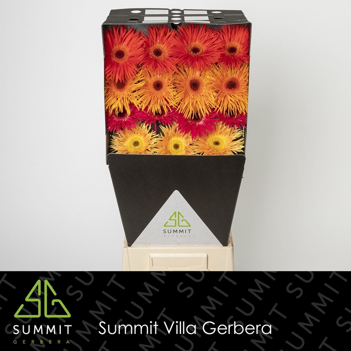 <h4>Gerbera Spider Mix Spider Diamond</h4>