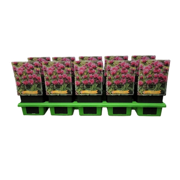 <h4>Monarda didya 'Cranberry Lace' P11</h4>