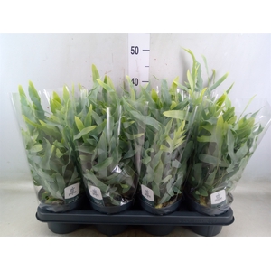 Phlebodium aureum 'Blue Star'