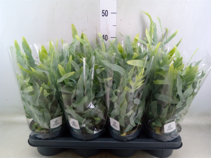 <h4>Phlebodium aureum 'Blue Star'</h4>