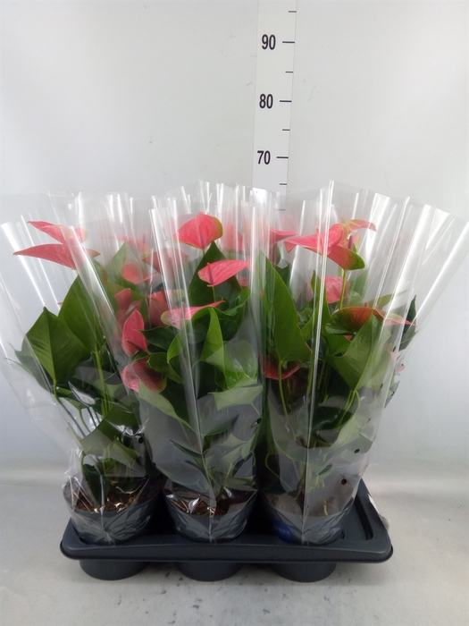 <h4>Anthurium  'Karma Pink'</h4>