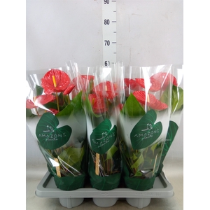 Anthurium andr. 'Oklahoma'