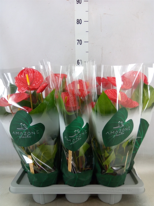<h4>Anthurium andr. 'Oklahoma'</h4>