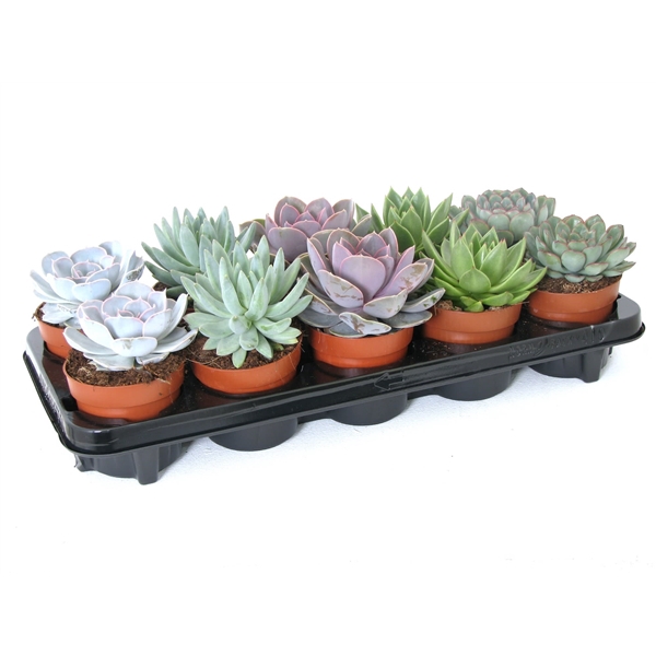 <h4>Echeveria mix 10,5 cm</h4>