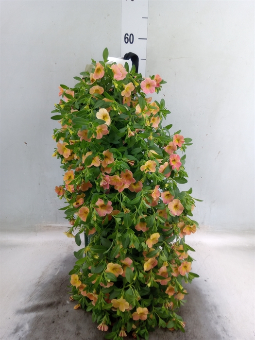 <h4>Calibrachoa   ...</h4>