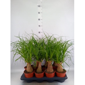 Beaucarnea recurvata