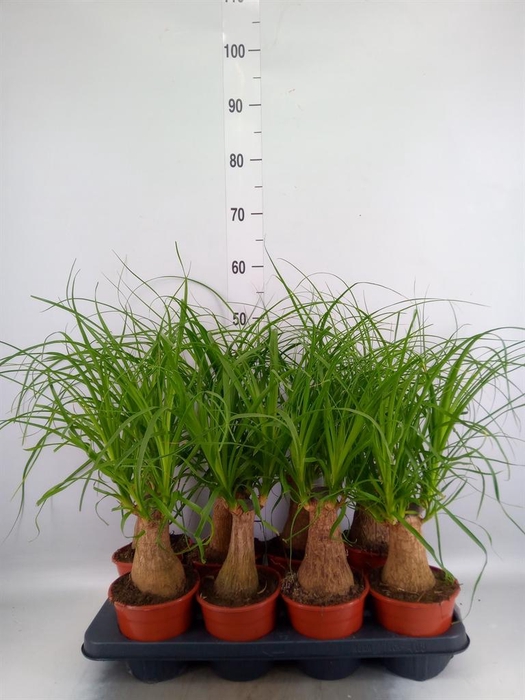 <h4>Beaucarnea recurvata</h4>