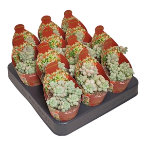 SEDUM BURRITO