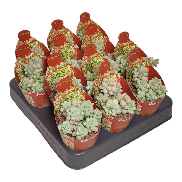 <h4>SEDUM BURRITO</h4>