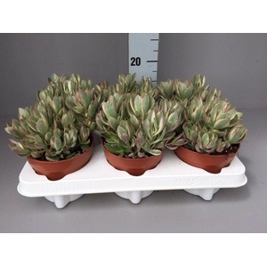 Crassula Swaziensis Variegata