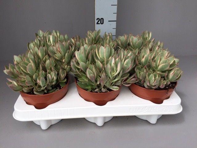 <h4>Crassula Swaziensis Variegata</h4>