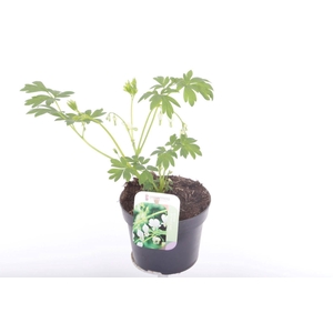 Dicentra spectabilis Alba