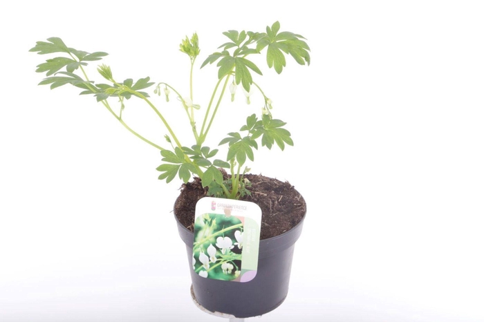 Dicentra spectabilis Alba