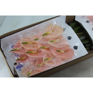 ANTHURIUM CHEERS 9/11 035 CM DIAM MIN 9 CM PESSEGO
