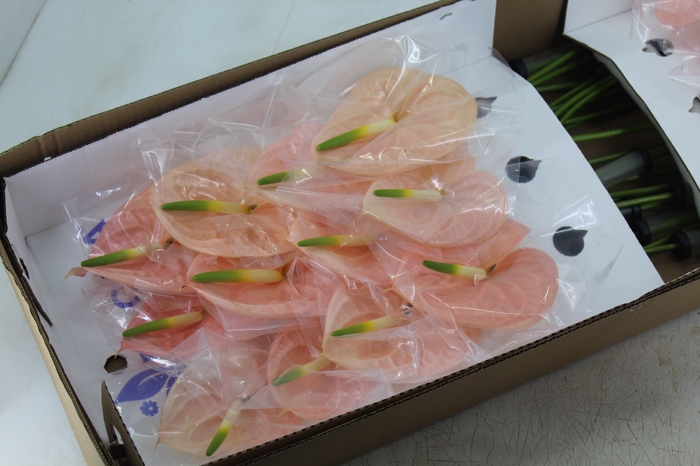 <h4>ANTHURIUM CHEERS 9/11 035 CM DIAM MIN 9 CM PESSEGO</h4>