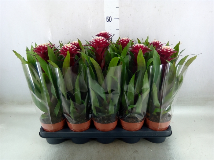 <h4>Guzmania  'Francesca'</h4>