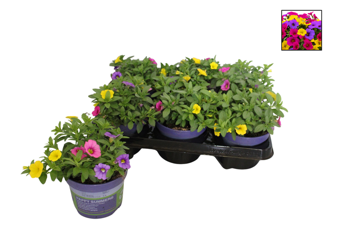 Happy Colours Calibrachoa Copacabana