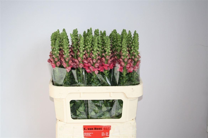 <h4>Antir Orleans Rose</h4>