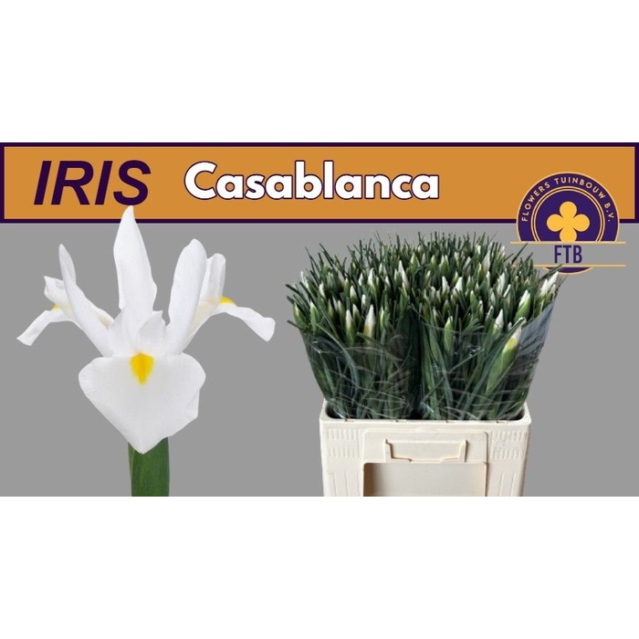 <h4>IRIS CASABLANCA</h4>