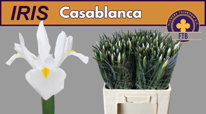 <h4>IRIS CASABLANCA</h4>