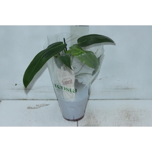 PHILODENDRON SPIRITUS SANCTI P12